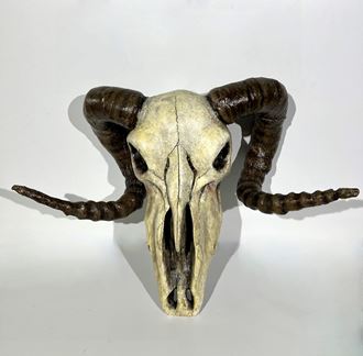 Picture of Animal Skulls - Lifesize replicas in Latex from movie