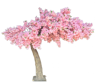 Picture of Cherry Blossom Tree