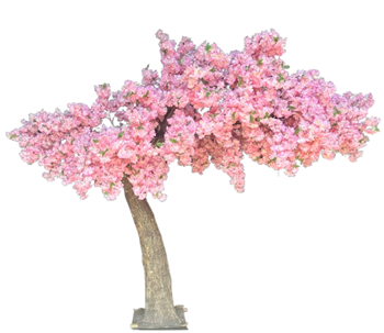 Picture of Cherry Blossom Tree