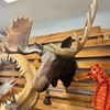 Picture of Wall-Mounted Moose Head (Fibreglass)